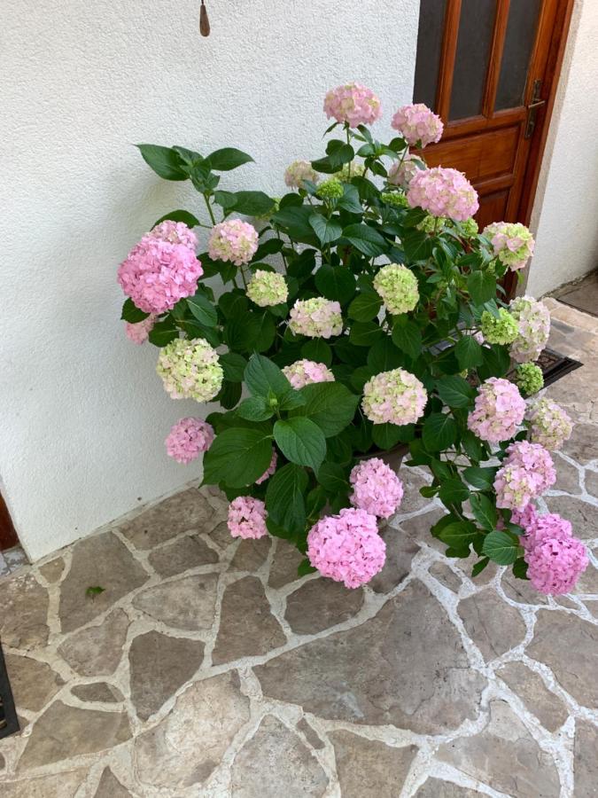 Casa Botanica Villa Blagaj Dış mekan fotoğraf